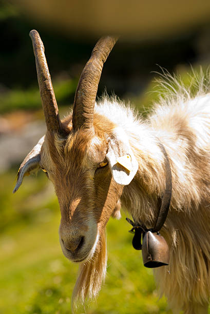 istock Mountain Goat with horns - Italy 512125224