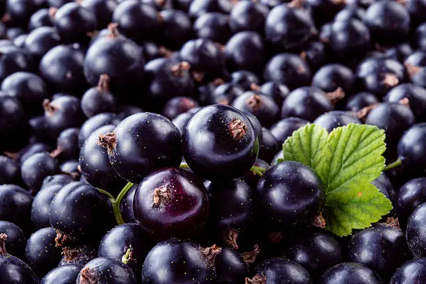 Photo of Black currant background