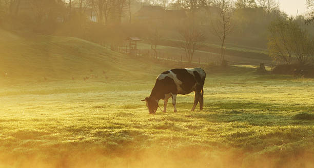 vaca na meadow - рассвет - fotografias e filmes do acervo
