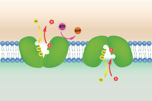 Potassium Gui Sodium Potassium Pump Animation