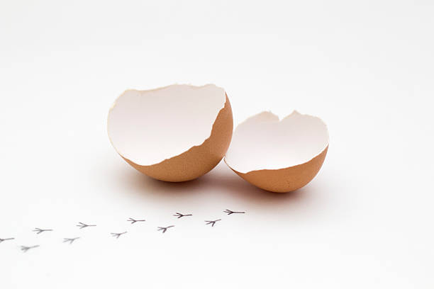Chick