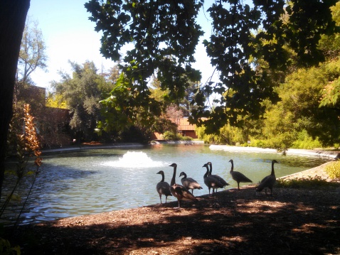 Man-made lake and Canada Geese Sonoma State University Rohnert Park California