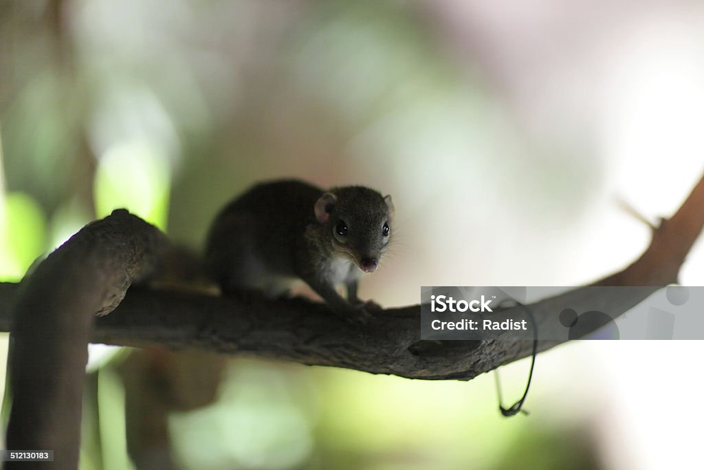Tupaia belangeri - Foto de stock de Animal royalty-free