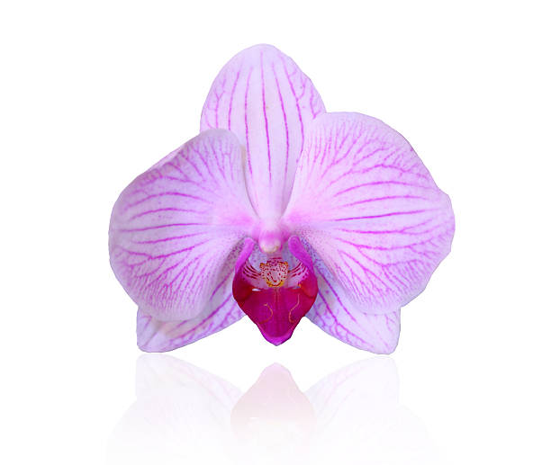 istock Pink orchid Blooms on white background 512132683