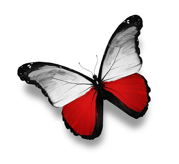 istock Polish flag butterfly, isolated on white 512132831