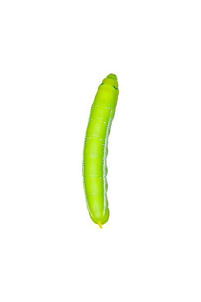 istock Daphnis nerii,Green worm isolated on white 512133107