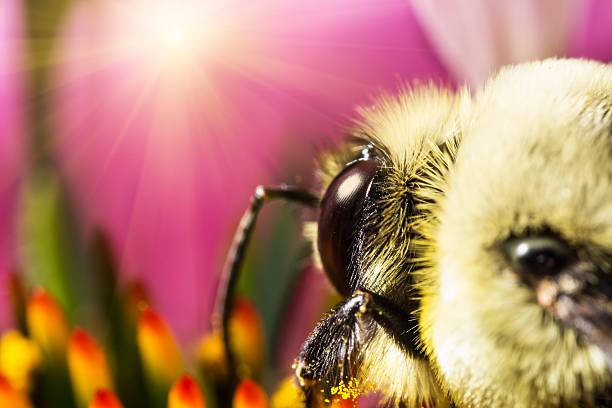 istock Bee on flower collecting pollen  and sun reflection 512133835