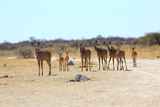 istock Kudu's alert on their way to the water 512134089