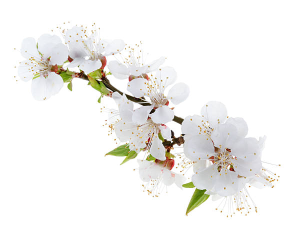 istock Apricot flowers isolated on white background 512134325