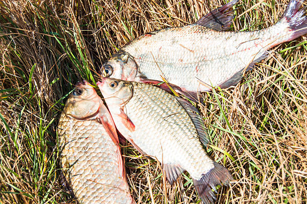 Fish on the grass stock photo