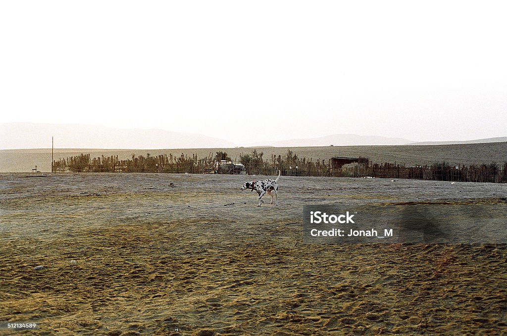 Dalmatian In The Desert Analog photograph. Bright Stock Photo