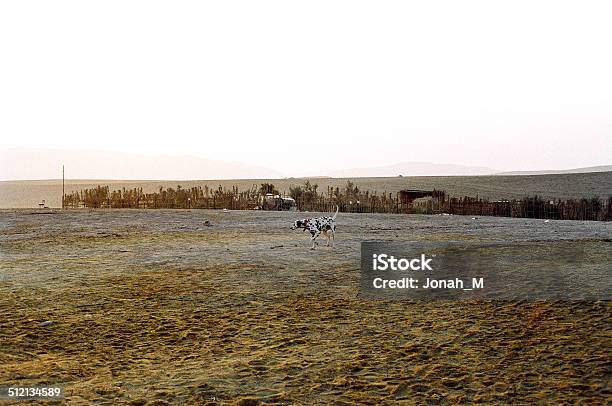 Dalmatian In The Desert Stock Photo - Download Image Now - Bright, Brightly Lit, Cheerful