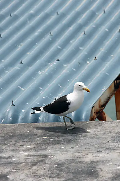 Seagull is on the background of slate roofs. Cape Town, South Africa. Чайка идет на фоне шиферной крыши. Кейптаун, Южная Африка