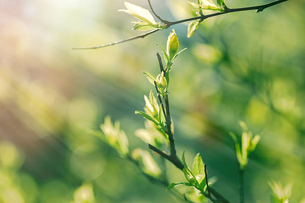istock Nature wakes up - spring leaves in the forest 512141992