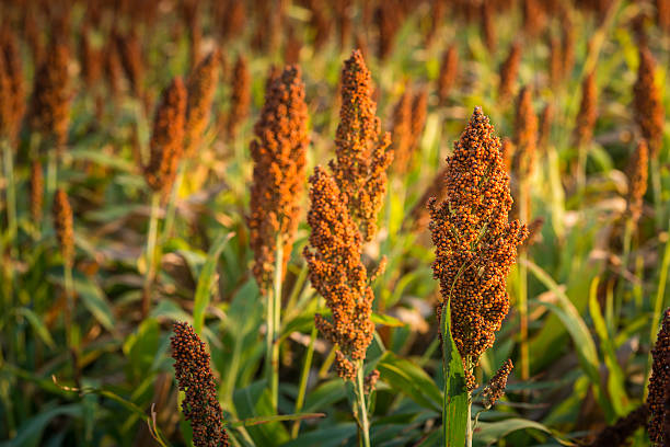 istock Close up Sorghum field in sun light 512142058