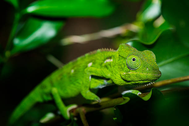 Close-up of a  female Malagasy Giant Chameleon (Furcifer oustaleti). Wildlife Shot, Madagascar.