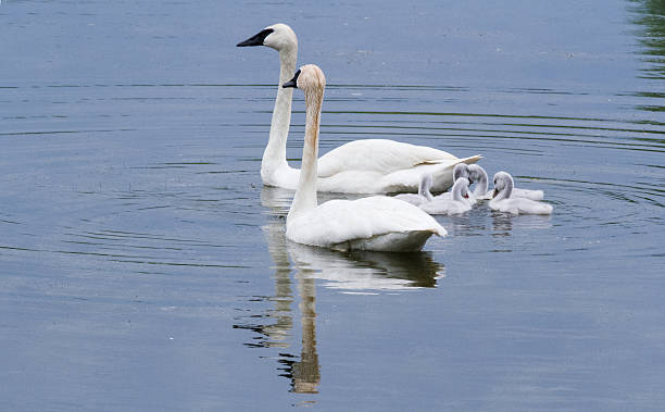 istock Trumpeter Swan Family On The Pond 512143078