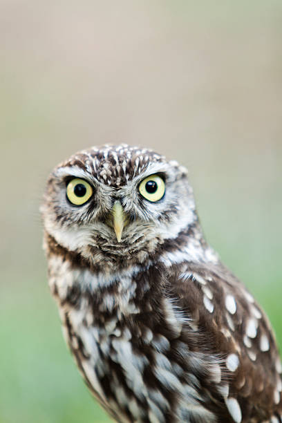 istock beautiful owl - Athene noctua, Litlle owl 512144816