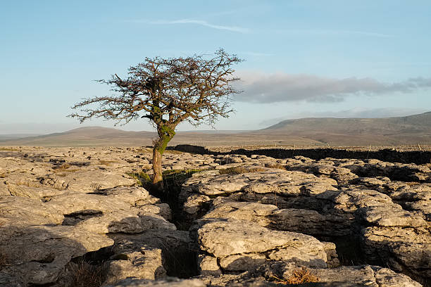 solitario árbol en espino tarde sol, ingleborough, norte yorkshire - twistleton scar fotografías e imágenes de stock