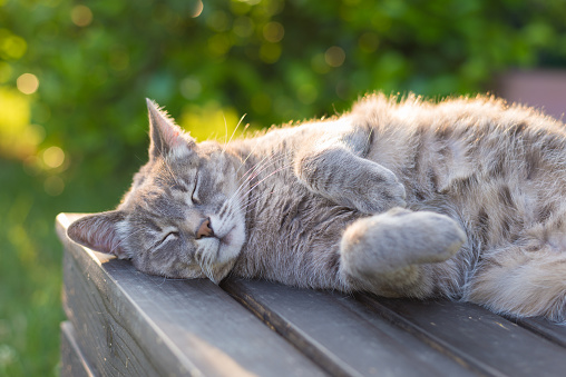 Playful domestic cat lying on wooden bench with bent paws. Shot in backlight at sunset. Very shallow depth of field, focused on snout.