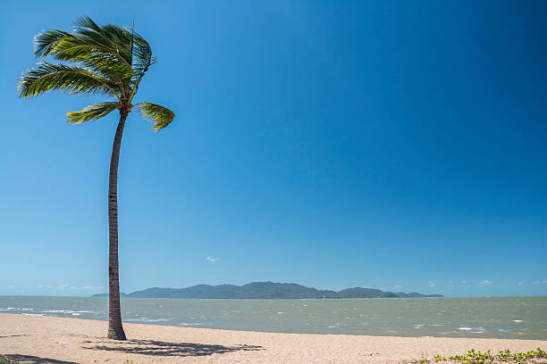 istock Lonely palm tree on a beach in Queensland, Australia 512148304