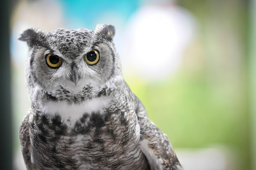 Close up of a Great Horned Owl.