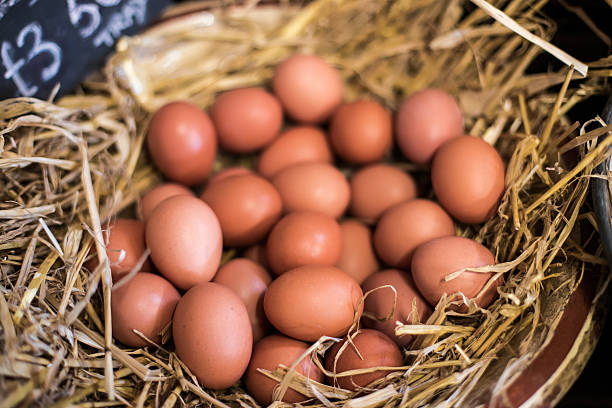 Basket of Fresh Farm Eggs. stock photo