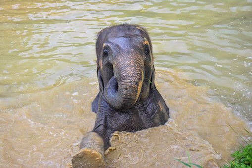 Asian elephant swimming in Thailand