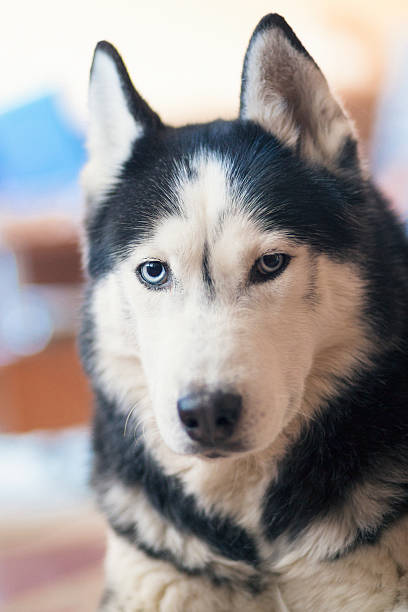 istock Portrait of siberian husky with blue eyes 512149708