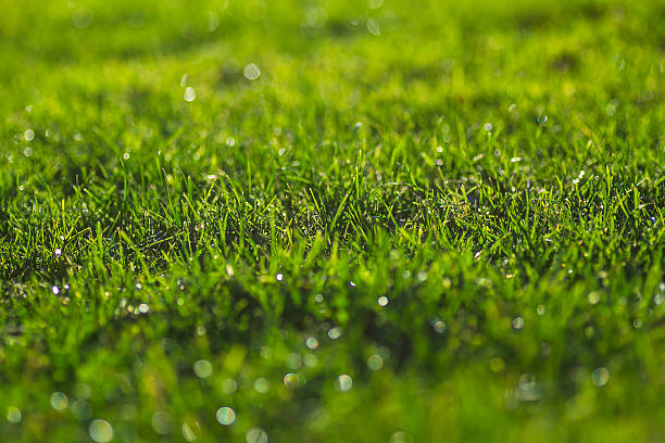 istock Close up macro sunny green meadow 512149730