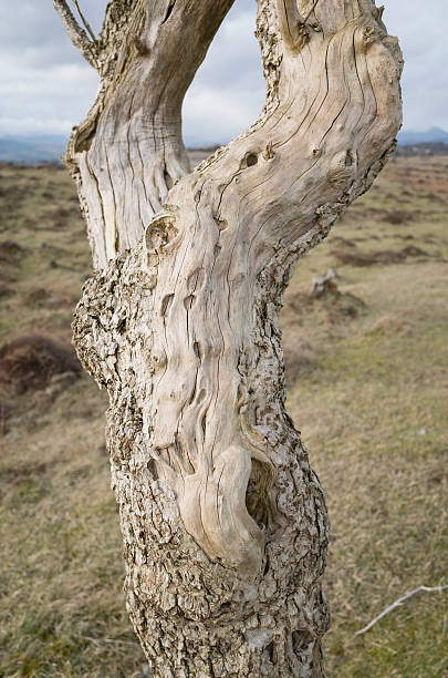 istock English Lake District: Dead tree trunk on Whitbarrow 512150156