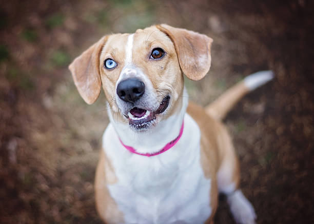 istock Dog with One Blue Eye, One Brown Eye 512150234