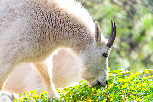 Closeup picture of a rocky mountain goat eating in Custer State Park