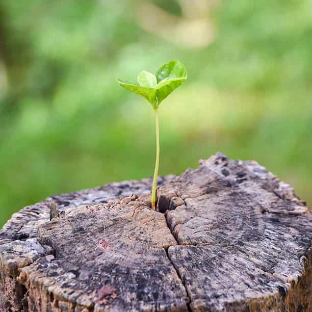 istock strong seedling growing in the center trunk 512150459