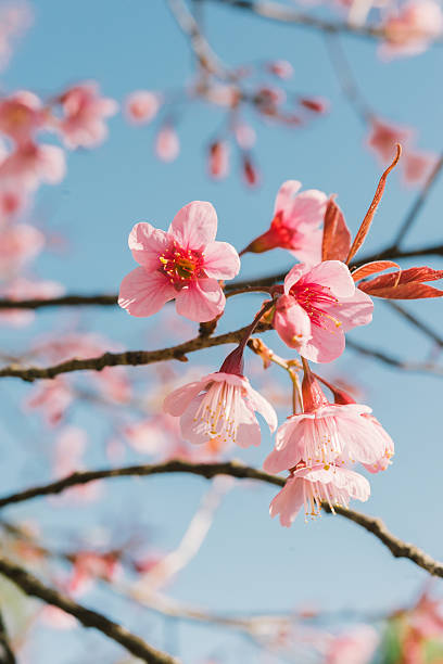 istock Pink cherry blossom flower 512150688