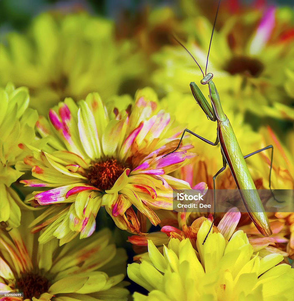 Louva-a-deus em amarelo nos papais - Foto de stock de Amarelo royalty-free