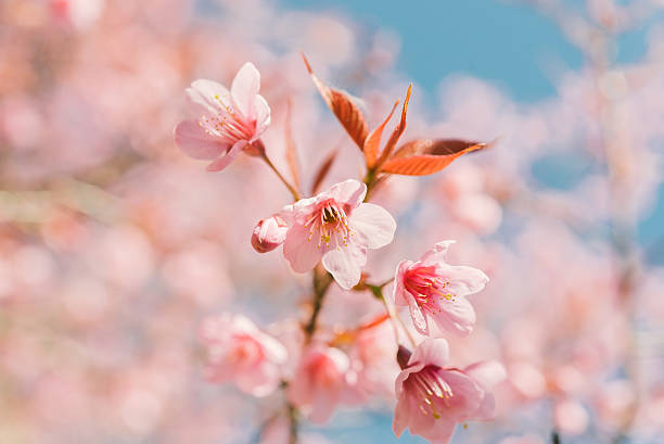 istock Pink cherry blossom flower 512150756
