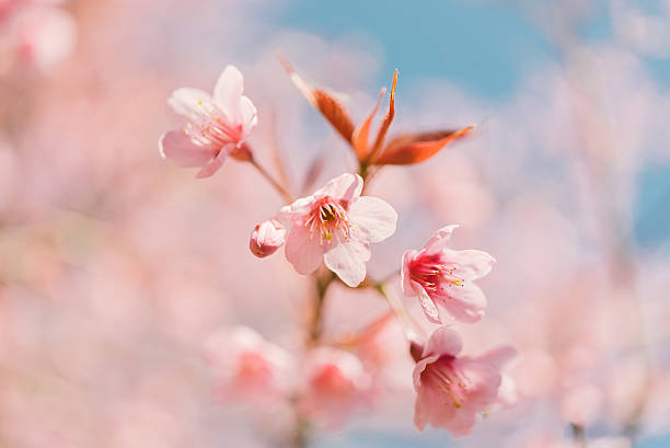 istock Pink cherry blossom flower 512150776