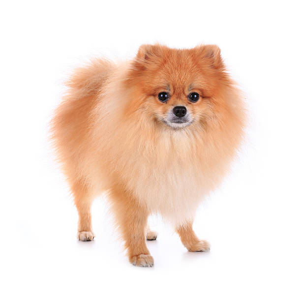 istock pomeranian dog isolated 512150789