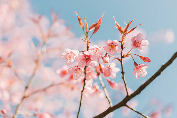 istock Pink cherry blossom flower 512150820