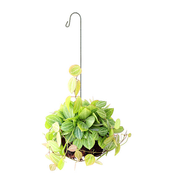 istock hanging basket plant isolated on white background 512150872