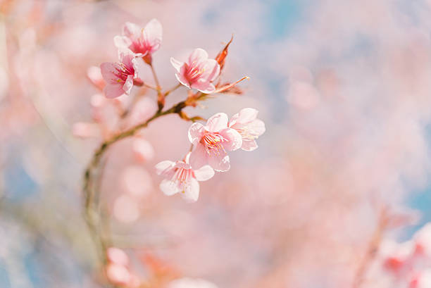 istock Pink cherry blossom flower 512150884