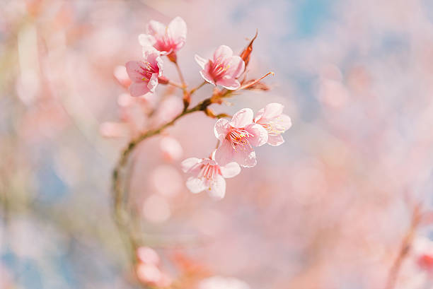 rosa fiore di ciliegio - flower bed plant spring selective focus foto e immagini stock