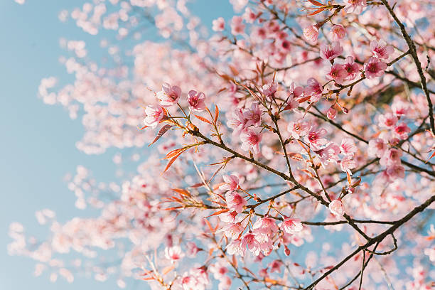 rosa kirschblüten blume - baumblüte fotos stock-fotos und bilder