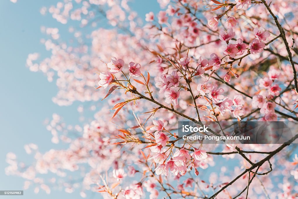 Rose Fleur de cerisier - Photo de Printemps libre de droits