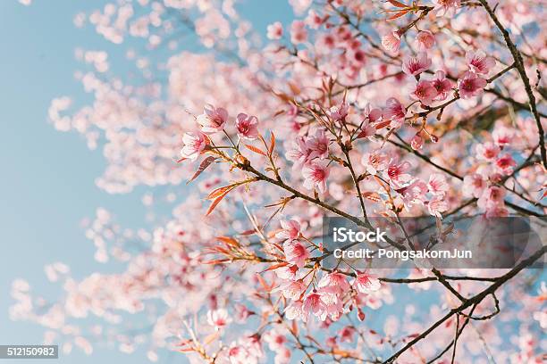 Photo libre de droit de Rose Fleur De Cerisier banque d'images et plus d'images libres de droit de Printemps - Printemps, Fleur de cerisier, Fleur - Flore