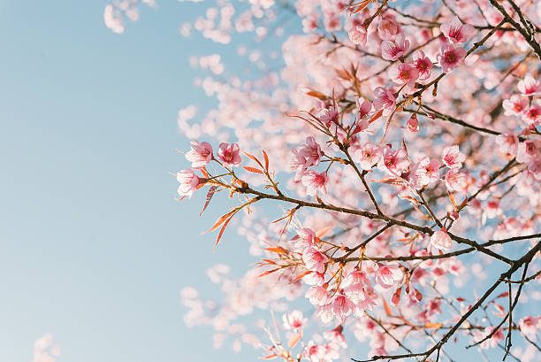 istock Pink cherry blossom flower 512151046
