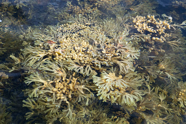 istock Seaweed of White sea 512151084