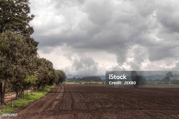 Growing Field Stock Photo - Download Image Now - Agricultural Field, Agriculture, Cloud - Sky