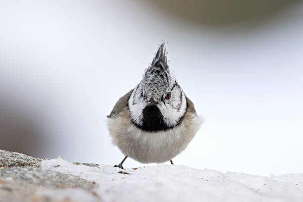 istock Lophophanes cristatus 512152198